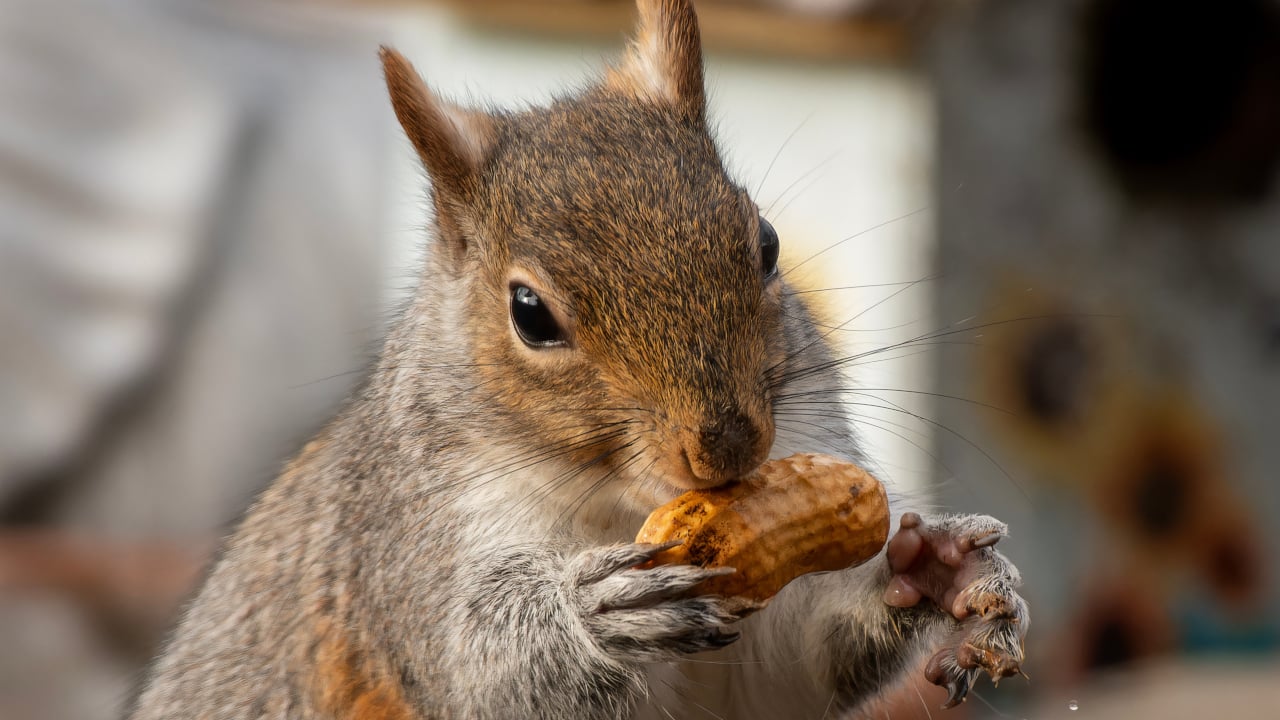 随着 Gigachad 的全面上线，Peanut the Squirrel Meme 硬币在 Coinbase 计划中跃升