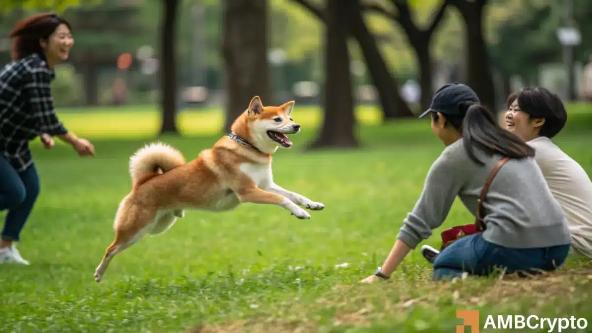 柴犬的最新元宇宙举动