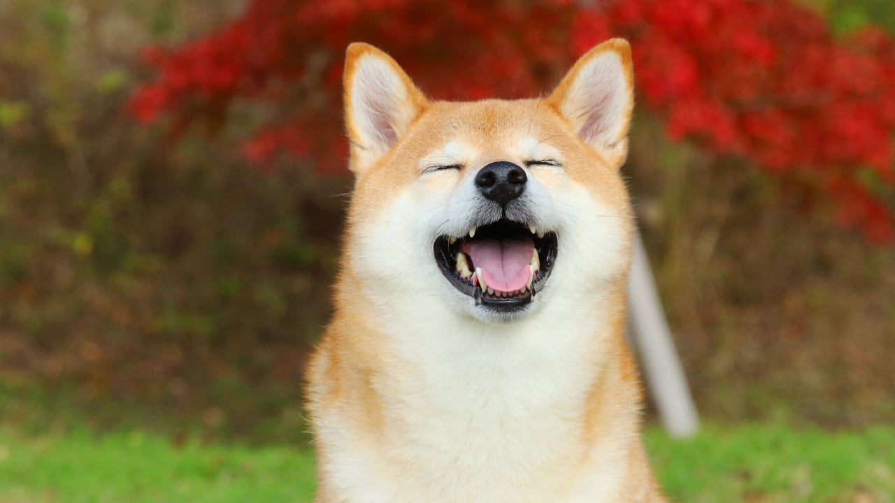 DOGE 未平仓合约突破创纪录的 55 亿美元，狗狗币暴涨 27%